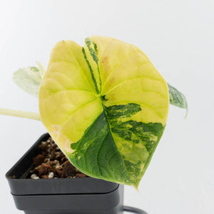 Alocasia 'Melo' Aurea Variegated (wk37-L129)