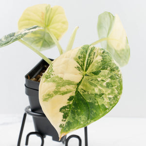 Alocasia 'Melo' Aurea Variegated (wk37-L129)