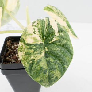 Alocasia 'Melo' Aurea Variegated (wk37-L129)