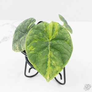 Alocasia 'Melo' Aurea Variegated (wk19-N)