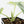 Alocasia 'Melo' Aurea Variegated (wk19-N)