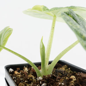 Alocasia 'Melo' Aurea Variegated (wk19-N)