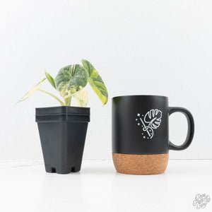 Alocasia 'Melo' Aurea Variegated (wk20-G)