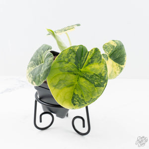 Alocasia 'Melo' Aurea Variegated (wk20-G)