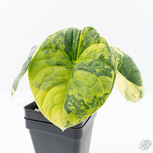 Alocasia 'Melo' Aurea Variegated (wk20-G)