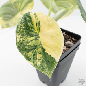 Alocasia 'Melo' Aurea Variegated (wk20-G)