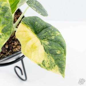 Alocasia 'Melo' Aurea Variegated (wk21-O)