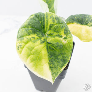Alocasia 'Melo' Aurea Variegated (wk21-O)