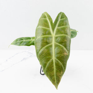 Alocasia 'Nairobi Nights' Variegated (wk33-L10)