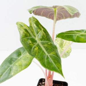 Alocasia 'Nairobi Nights' Variegated (wk33-L10)