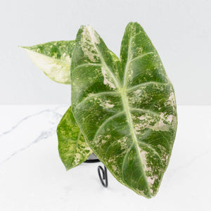 Alocasia 'Nairobi Nights' Variegated (wk36-L230)