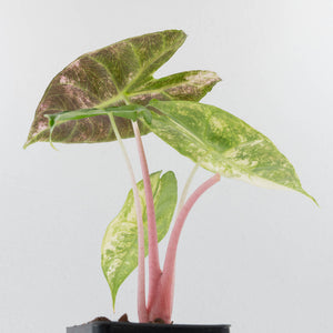 Alocasia 'Nairobi Nights' Variegated (wk36-L230)