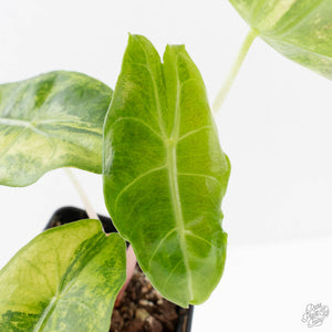 Alocasia 'Nairobi Nights' Variegated (wk27-C)