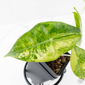 Alocasia 'Nairobi Nights' Variegated (wk27-C)