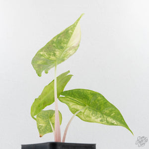 Alocasia 'Nairobi Nights' Variegated (wk27-C)