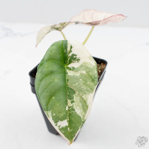 Alocasia 'Nebula' Albo Variegated (wk25-UI)