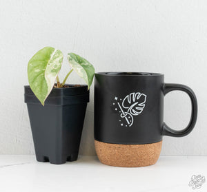 Alocasia 'Nebula' Albo Variegated (wk13-UT)