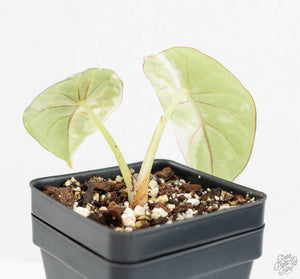 Alocasia 'Nebula' Albo Variegated (wk13-UT)