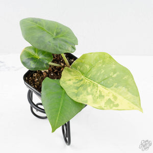 Alocasia 'Nebula' Aurea Variegated (wk27-UI)