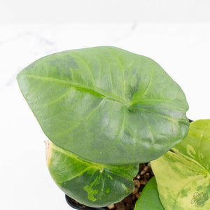 Alocasia 'Nebula' Aurea Variegated (wk27-UI)