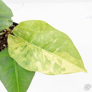 Alocasia 'Nebula' Aurea Variegated (wk27-UI)
