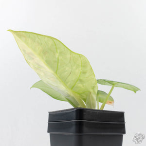 Alocasia 'Nebula' Aurea Variegated (wk27-UI)
