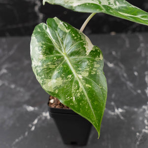 Alocasia 'Pink Dragon' Albo Variegated (wk42-L362)