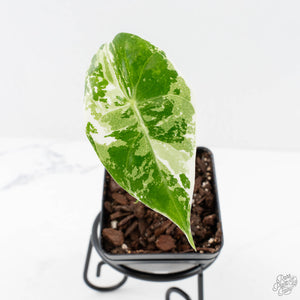 Alocasia 'Pink Dragon' Albo Variegated (wk27-E)