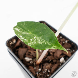 Alocasia 'Pink Dragon' Albo Variegated (wk27-E)