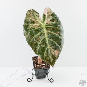 Alocasia 'Pink Dragon' Albo/Pink Variegated - Corming Size (wk29-E)