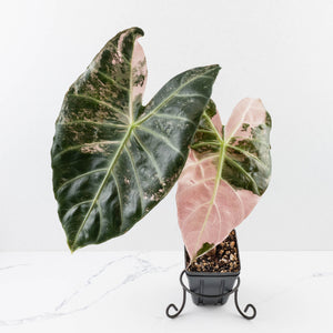 Alocasia 'Pink Dragon' Albo Variegated - Corming Size (wk34-L74)