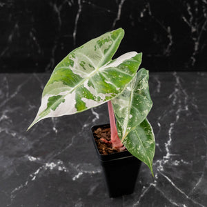 Alocasia 'Pink Dragon' Albo Variegated (wk43-L236)