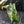 Alocasia 'Pink Dragon' Albo Variegated (wk43-L236)