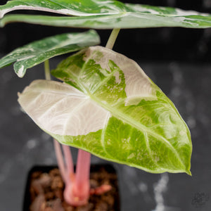 Alocasia 'Pink Dragon' Albo Variegated (wk43-L236)
