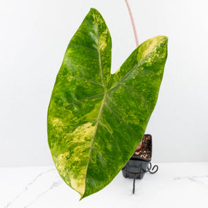 Alocasia 'Pink Dragon' Aurea Variegated *Corming Size* (wk33-L13)