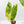 Alocasia 'Pink Dragon' Aurea Variegated *Corming Size* (wk40-L13)