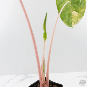 Alocasia 'Pink Dragon' Aurea Variegated *Corming Size* (wk40-L13)