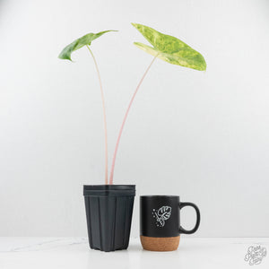 Alocasia 'Pink Dragon' Aurea Variegated (wk19-S) *Corming Size*