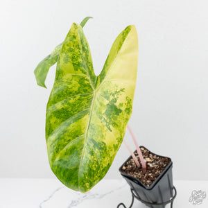 Alocasia 'Pink Dragon' Aurea Variegated (wk19-S) *Corming Size*