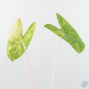 Alocasia 'Pink Dragon' Aurea Variegated (wk19-S) *Corming Size*