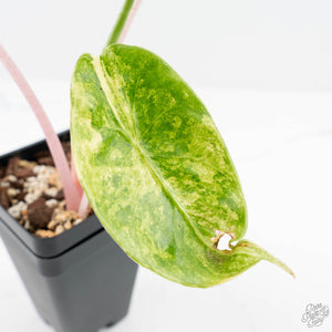 Alocasia 'Pink Dragon' Aurea Variegated (wk23-C)