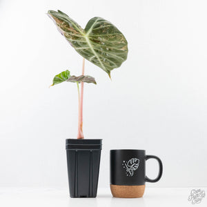 Alocasia 'Pink Dragon' Albo Variegated (wk21-P) *Corming Size*