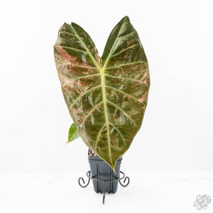 Alocasia 'Pink Dragon' Albo Variegated (wk21-P) *Corming Size*
