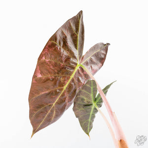 Alocasia 'Pink Dragon' Albo Variegated (wk21-P) *Corming Size*