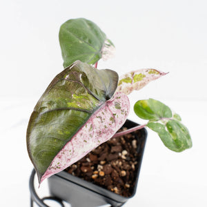 Alocasia 'Plumbea' Pink Variegated (wk32-A)