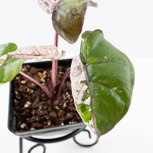 Alocasia 'Plumbea' Pink Variegated (wk32-A)