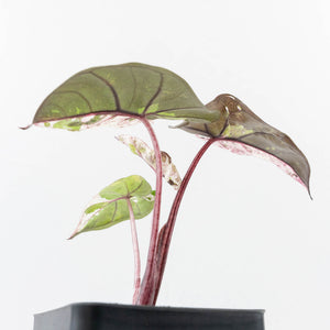Alocasia 'Plumbea' Pink Variegated (wk32-A)