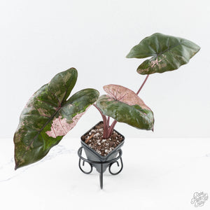 Alocasia 'Plumbea' Pink Variegated (wk25-A)