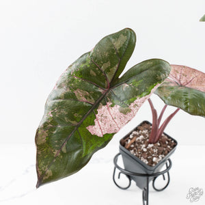 Alocasia 'Plumbea' Pink Variegated (wk25-A)