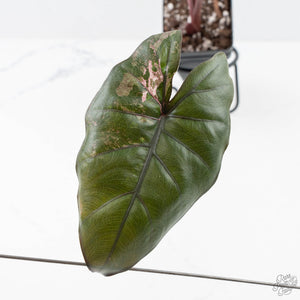 Alocasia 'Plumbea' Pink Variegated (wk25-A)